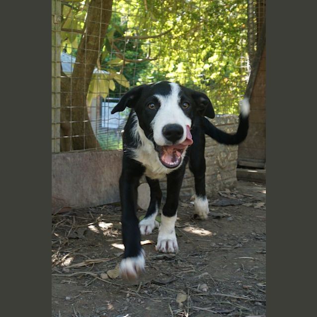 Photo of Gonzo
