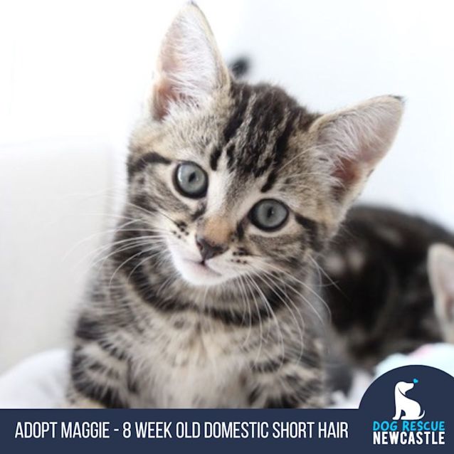 Photo of Maggie   8 Week Old Domestic Short Hair (Trial)