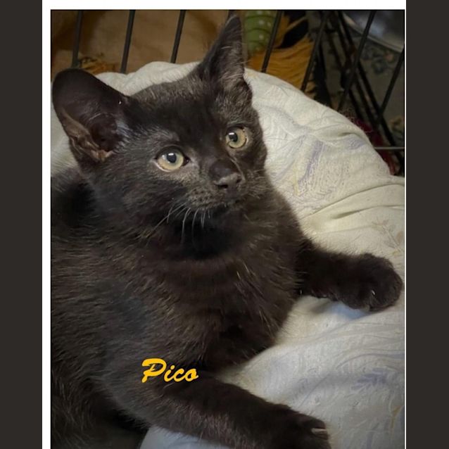 Photo of Pico