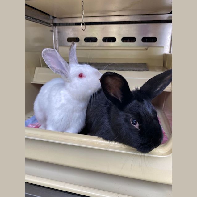 Photo of Aden & Persia