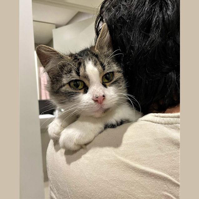 Photo of Bagel ^Dandy Cat Rescue^