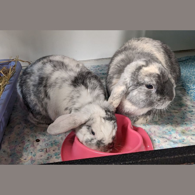 Photo of Pumpkin & Dumpling