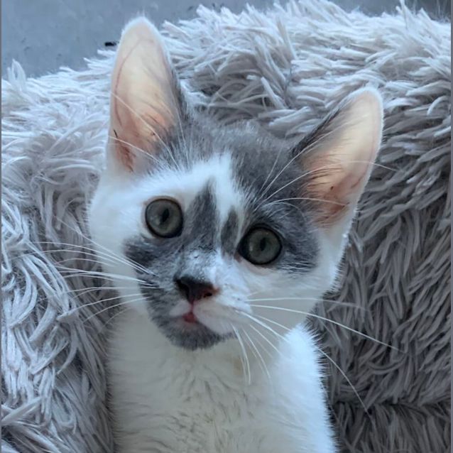 Photo of Lacey❤️❤️❤️😽