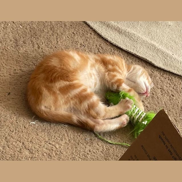 Photo of Baby Bear ** 2nd Chance Cat Rescue**