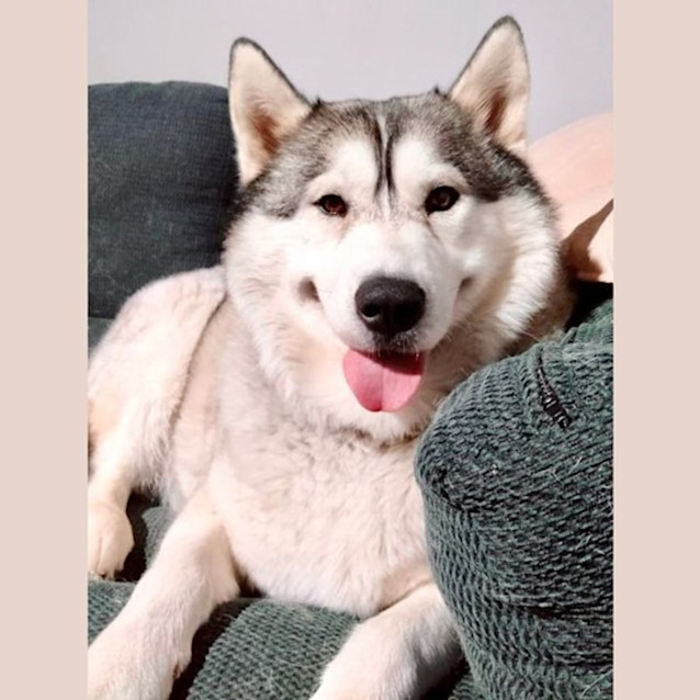 Photo of Lou   6 Year Old Siberian Husky~ Adopted 6/2023