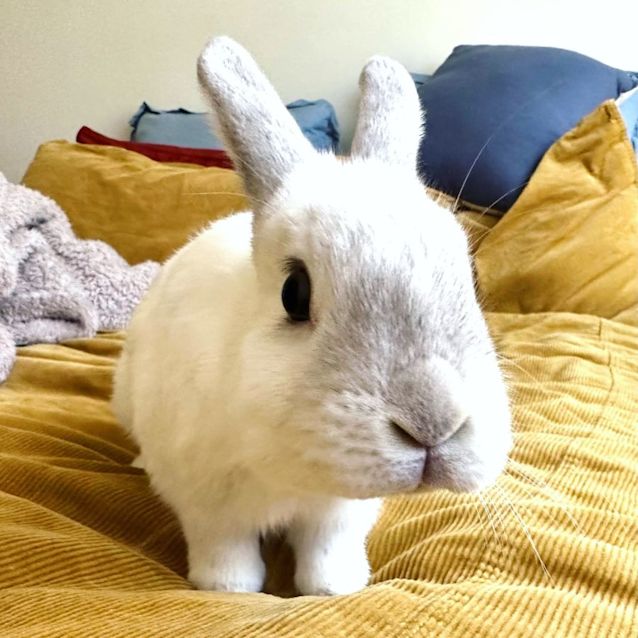 Photo of Tofu (Located In Bayswater)