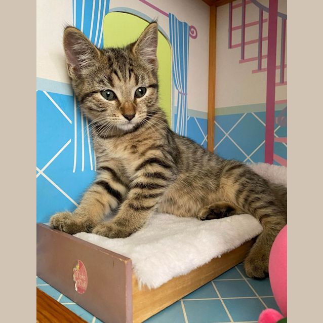 Photo of Nacho (K11)