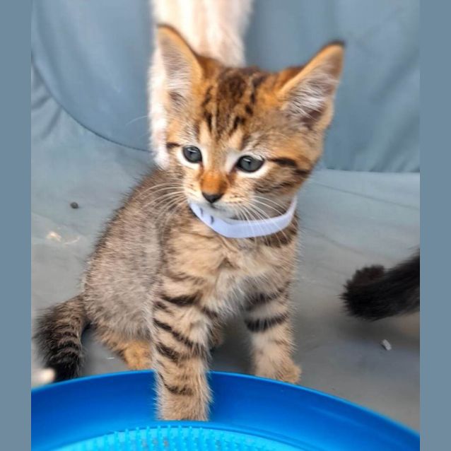 Photo of Nacho (K11)