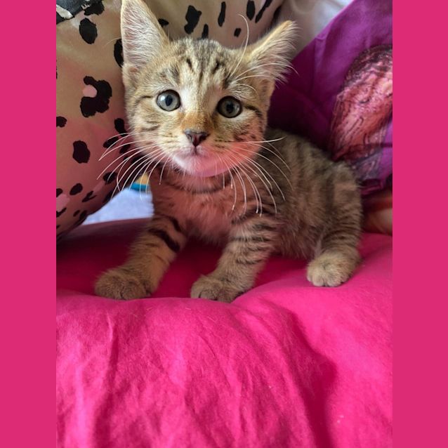 Photo of Nacho (K11)