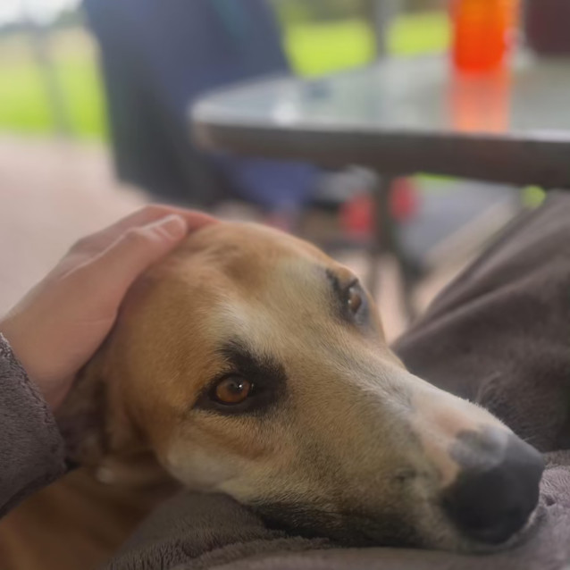 Photo of Daffodil