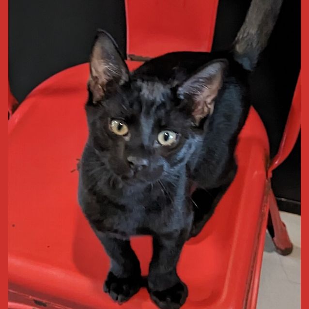 Photo of Gizmo