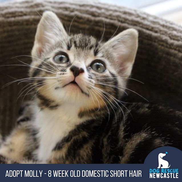 Photo of Molly   8 Week Old Domestic Short Hair (Trial)