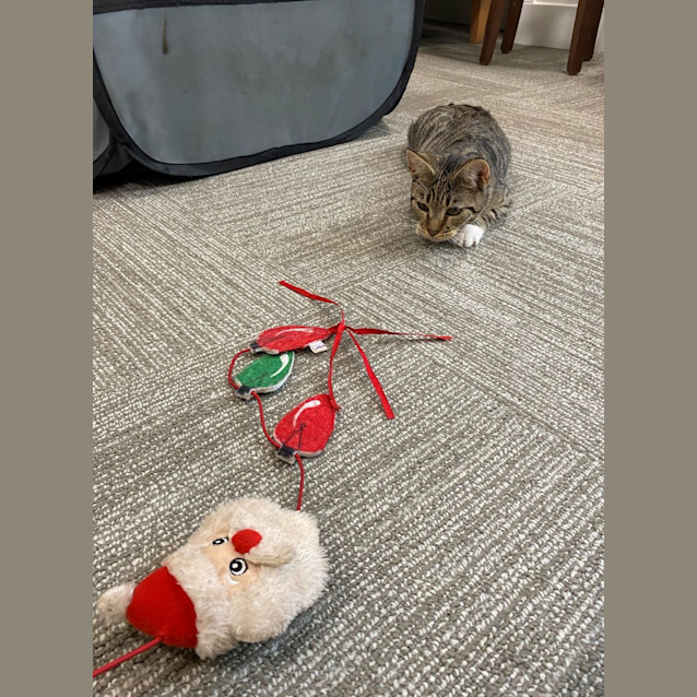 Photo of Sunny