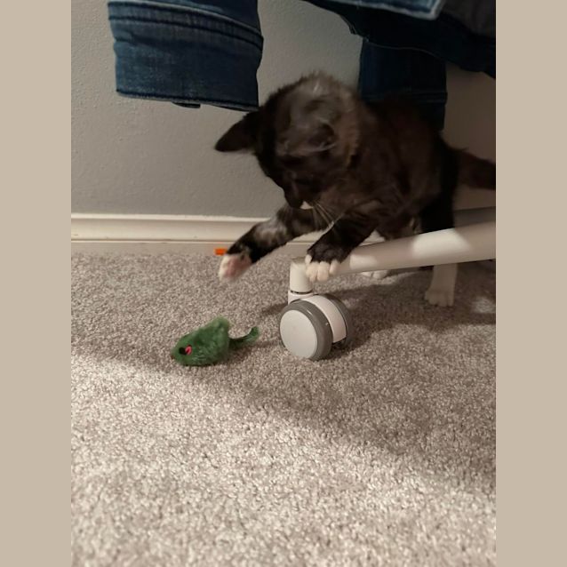 Photo of Yoshi & Peach 