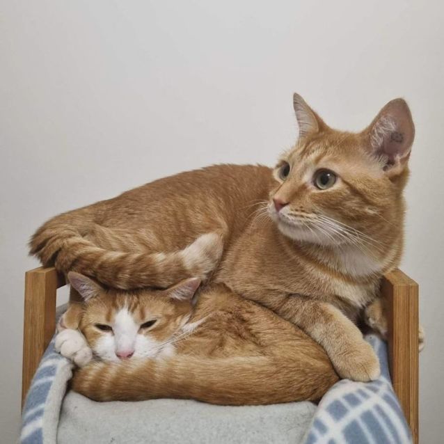Photo of Gizmo & Garfield