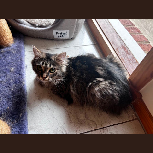 Photo of Fluffy Pants**2nd Chance Cat Rescue**