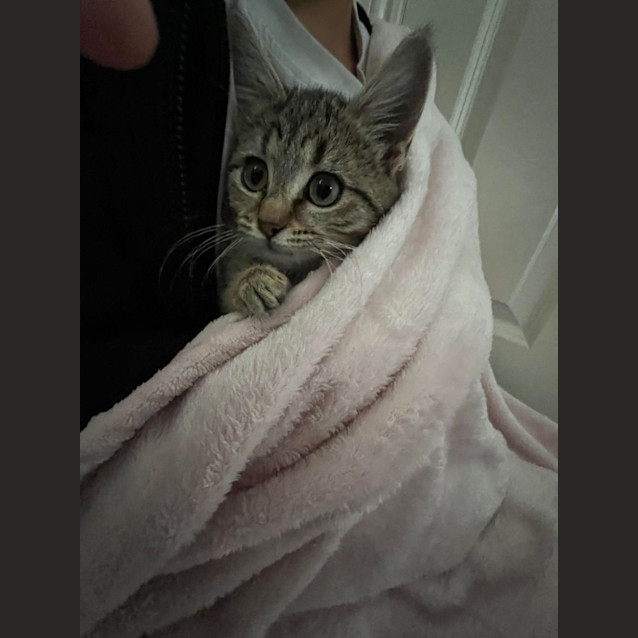Photo of Eevee