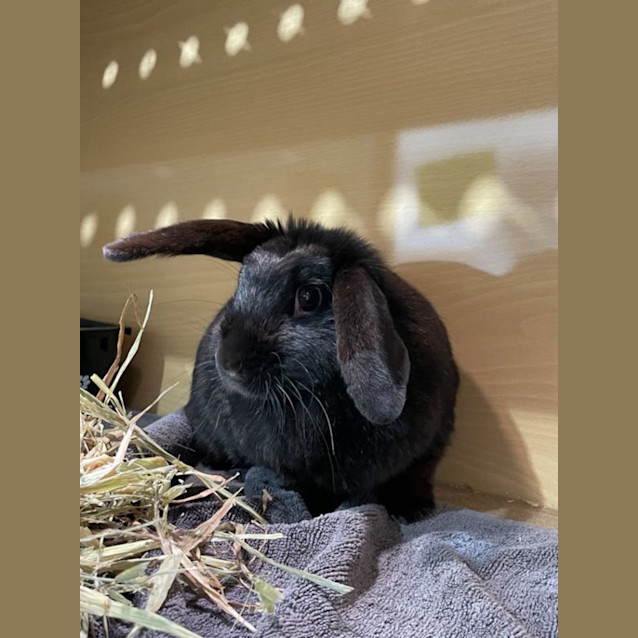 Photo of Velvet