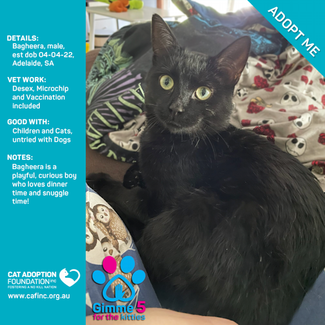 Photo of Bagheera Just $39 Limited Time!