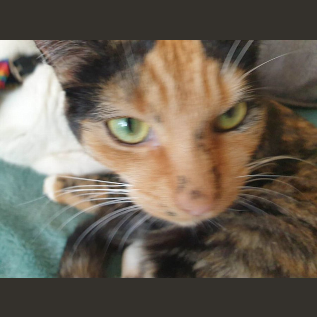 Photo of Gypsy   Located In Brunswick East