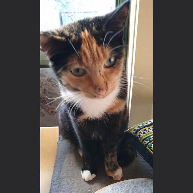 Photo of Gypsy   Located In Brunswick East