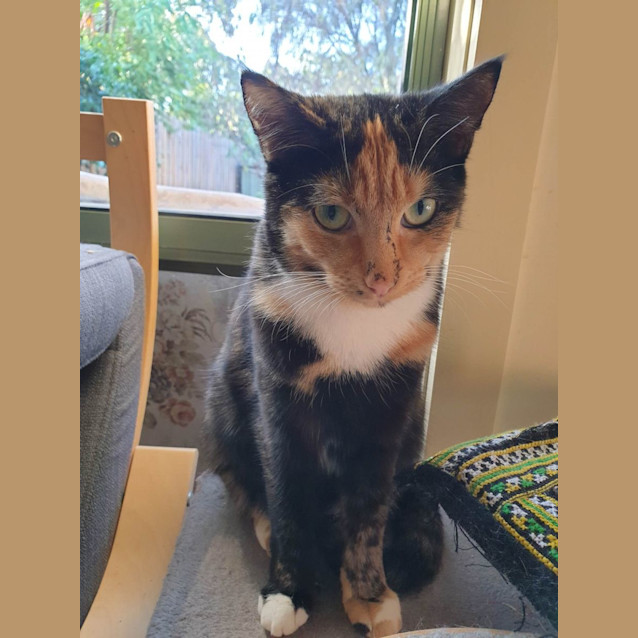 Photo of Gypsy   Located In Brunswick East