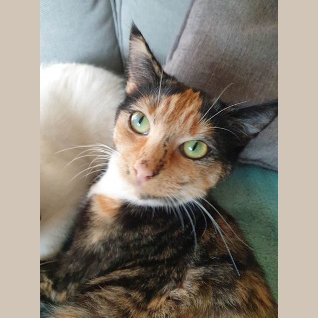 Photo of Gypsy   Located In Brunswick East