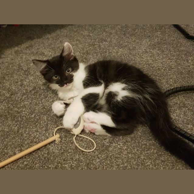 Photo of Gizmo The Kitten