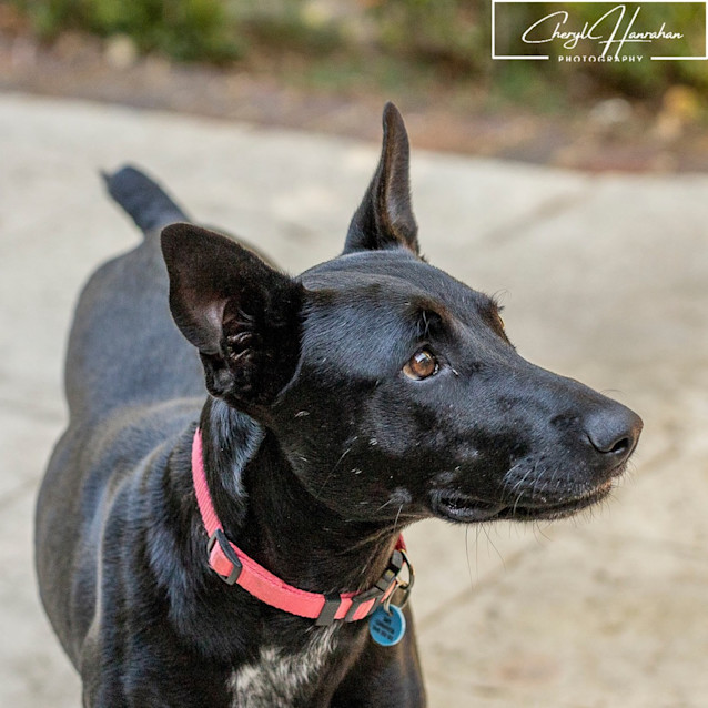 Photo of Lola