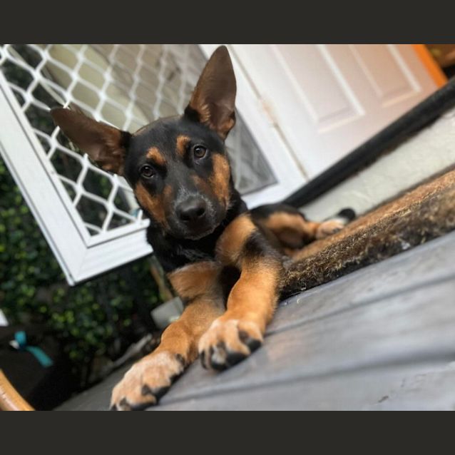 Photo of Bindi