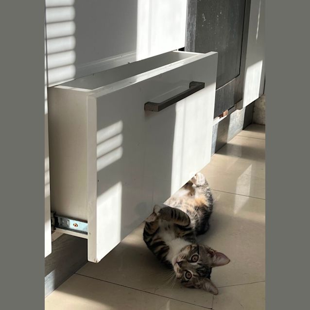 Photo of Razzle And Dazzle 