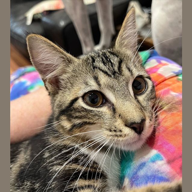 Photo of Razzle And Dazzle 