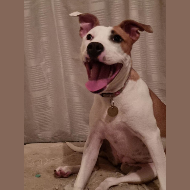 Photo of Pixel