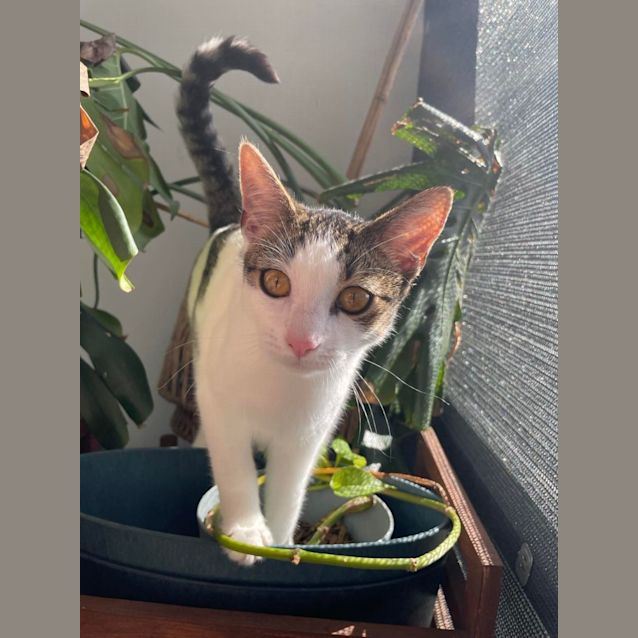 Photo of Stripe And Dot