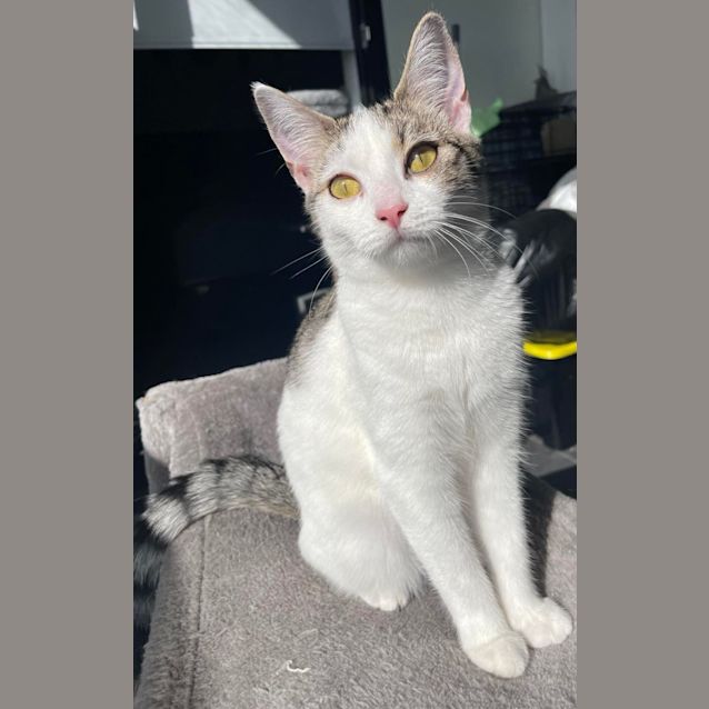 Photo of Dot And Stripe