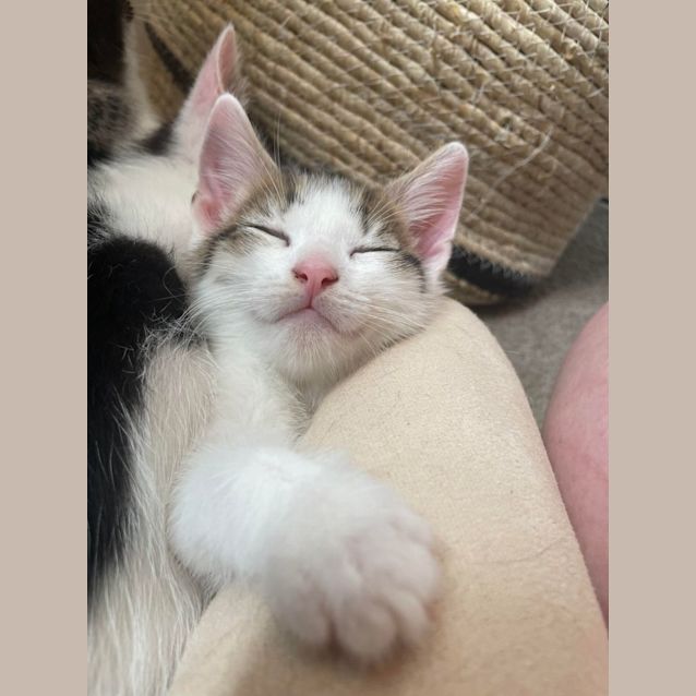 Photo of Dot And Stripe