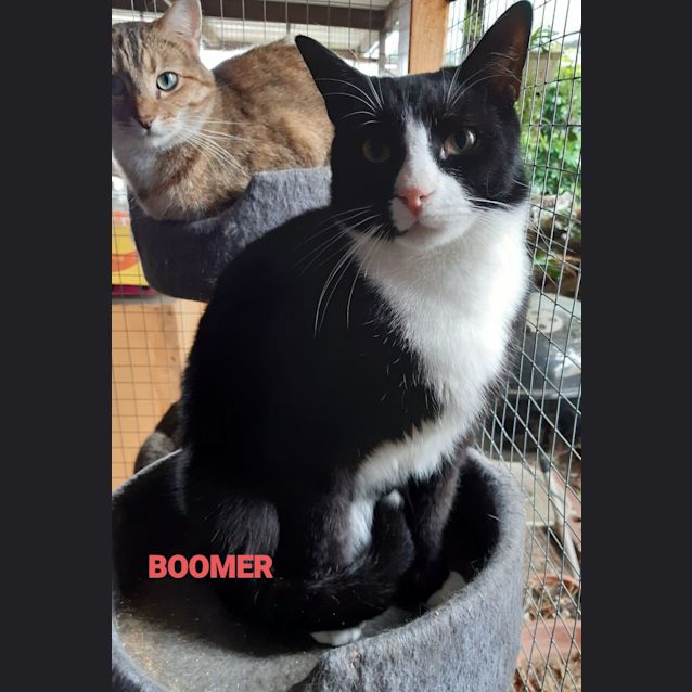 Photo of Boomer
