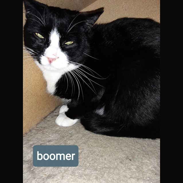 Photo of Boomer