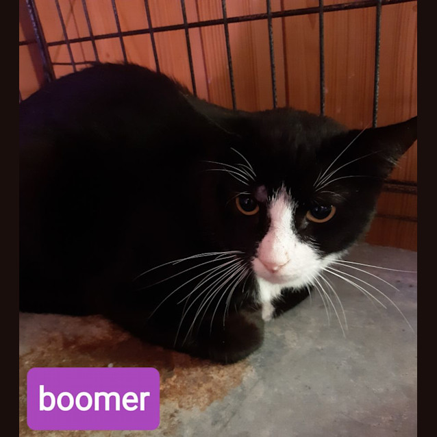 Photo of Boomer