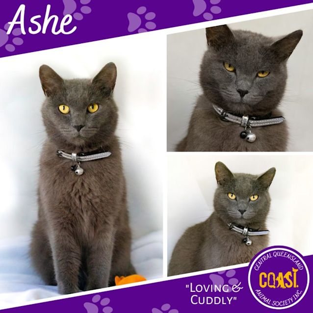 Photo of Ashe