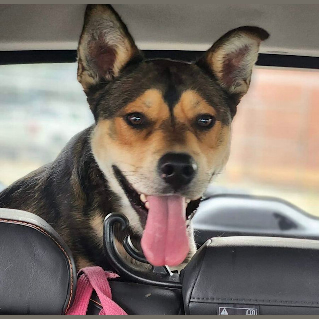 Photo of Bodie
