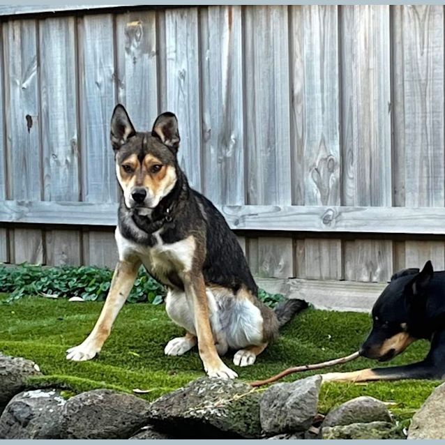 Photo of Bodie