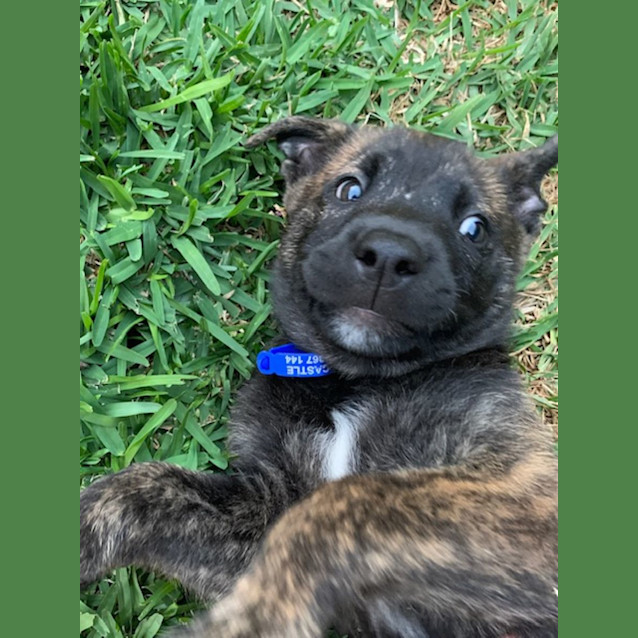 Photo of Yogi   12 Week Old Staffy X (Trial)