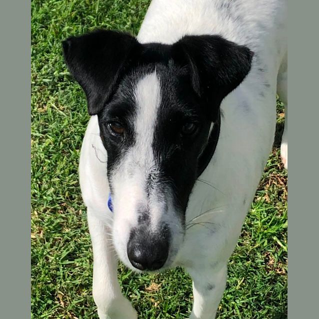 Spike - 8 Year Old Fox Terrier - Small Male Fox Terrier Dog in NSW -  PetRescue