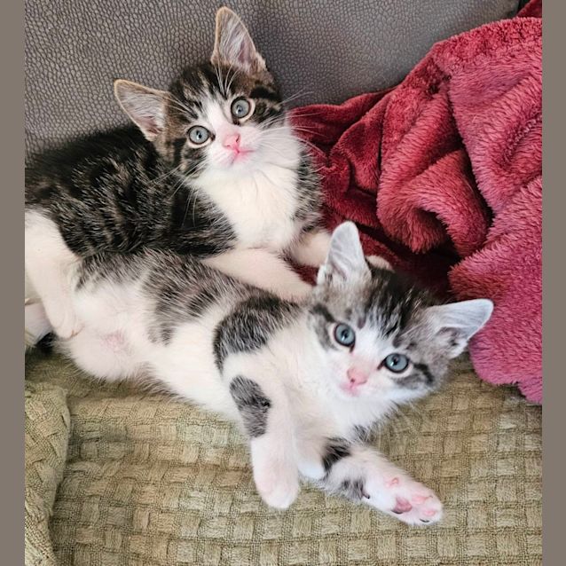 Photo of Pinky & Perky