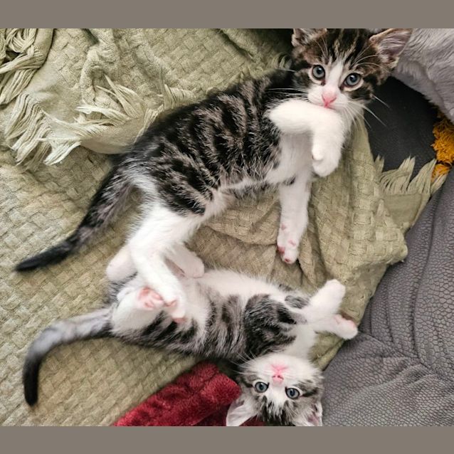 Photo of Pinky & Perky