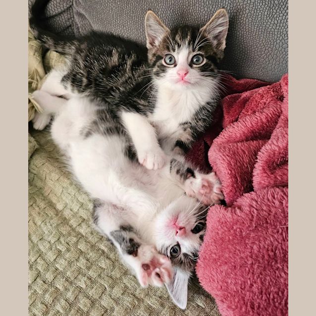 Photo of Pinky & Perky