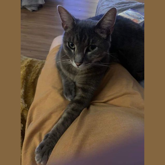 Photo of Jack. Loving & Playful!