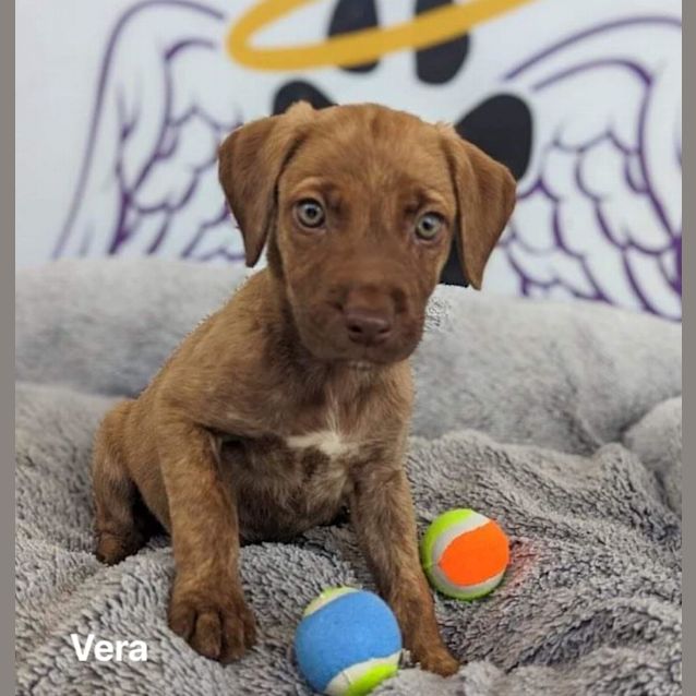 Photo of Vera
