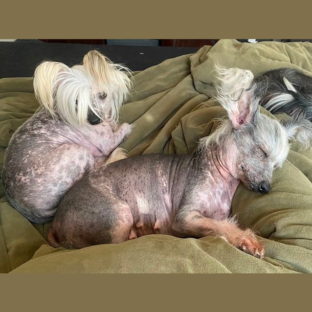 Chinese crested rescues deals